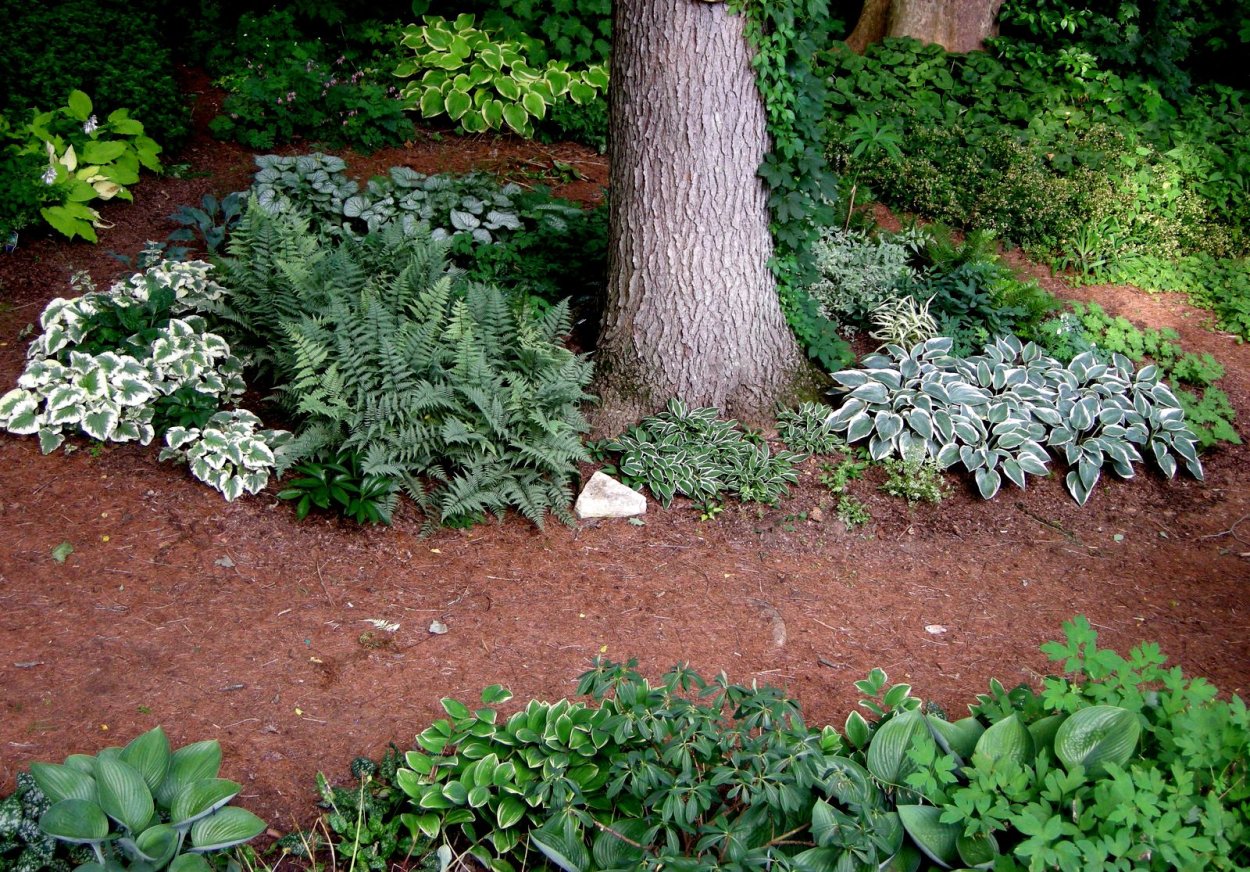 Мульчирование папоротником