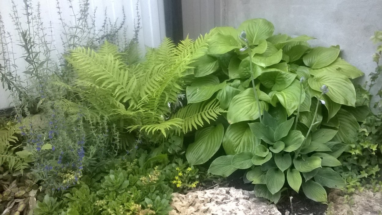Папоротник и Хоста
