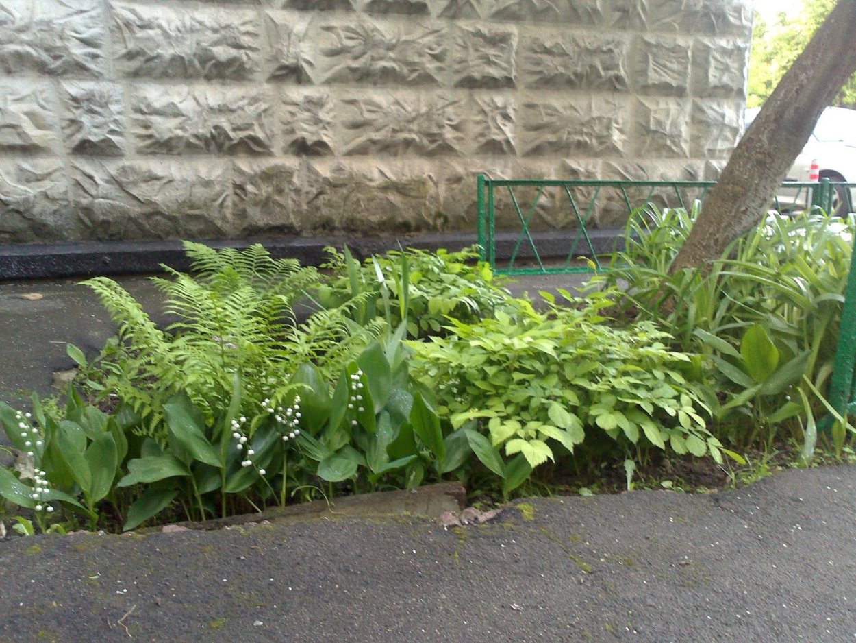 Хоста папоротник астильба