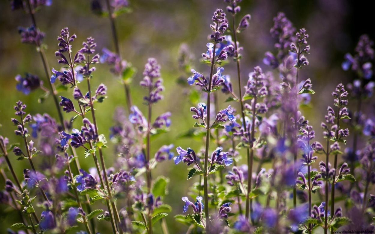 Полевой цветок Медовник сиреневый
