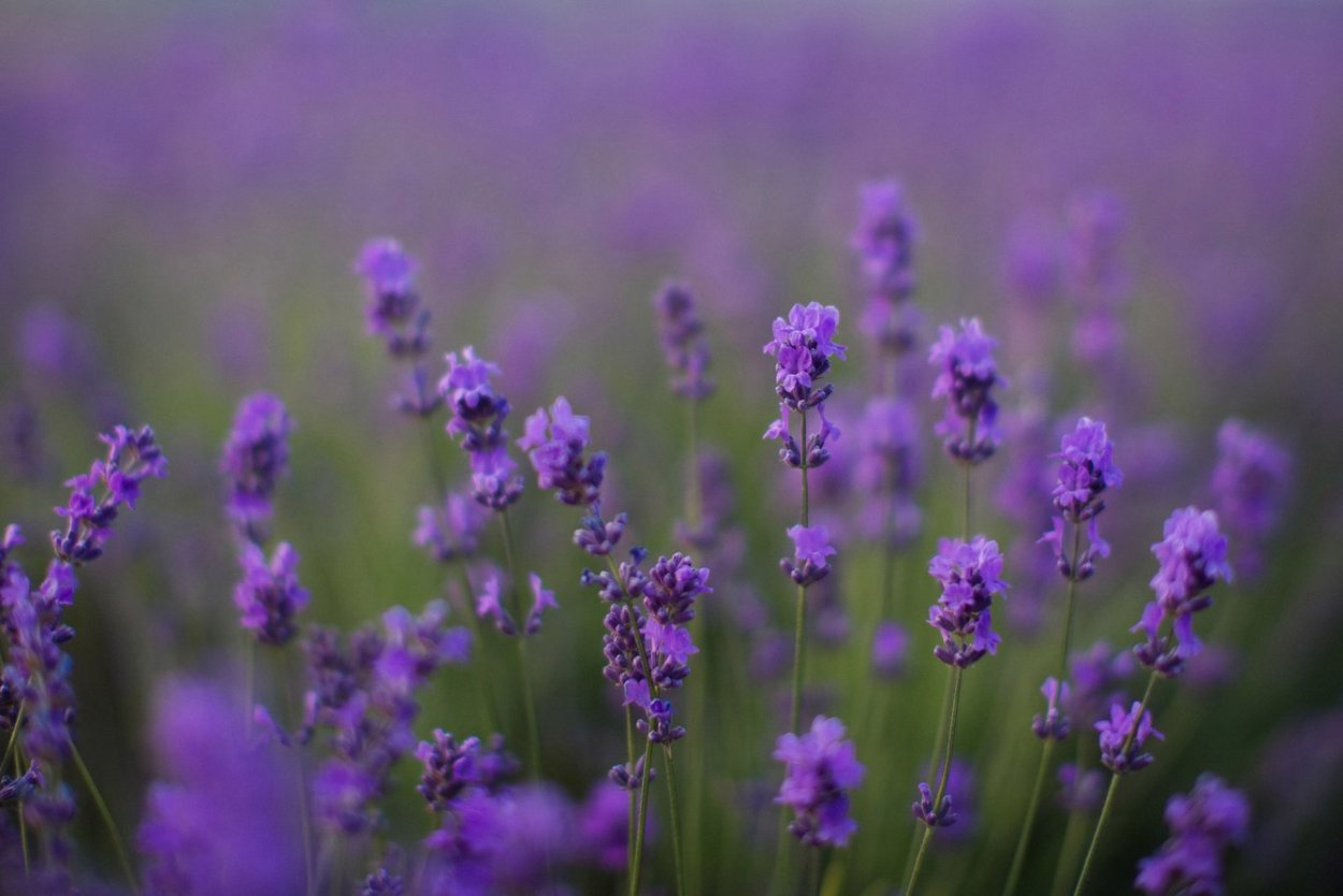 Тимьян Purple Beauty