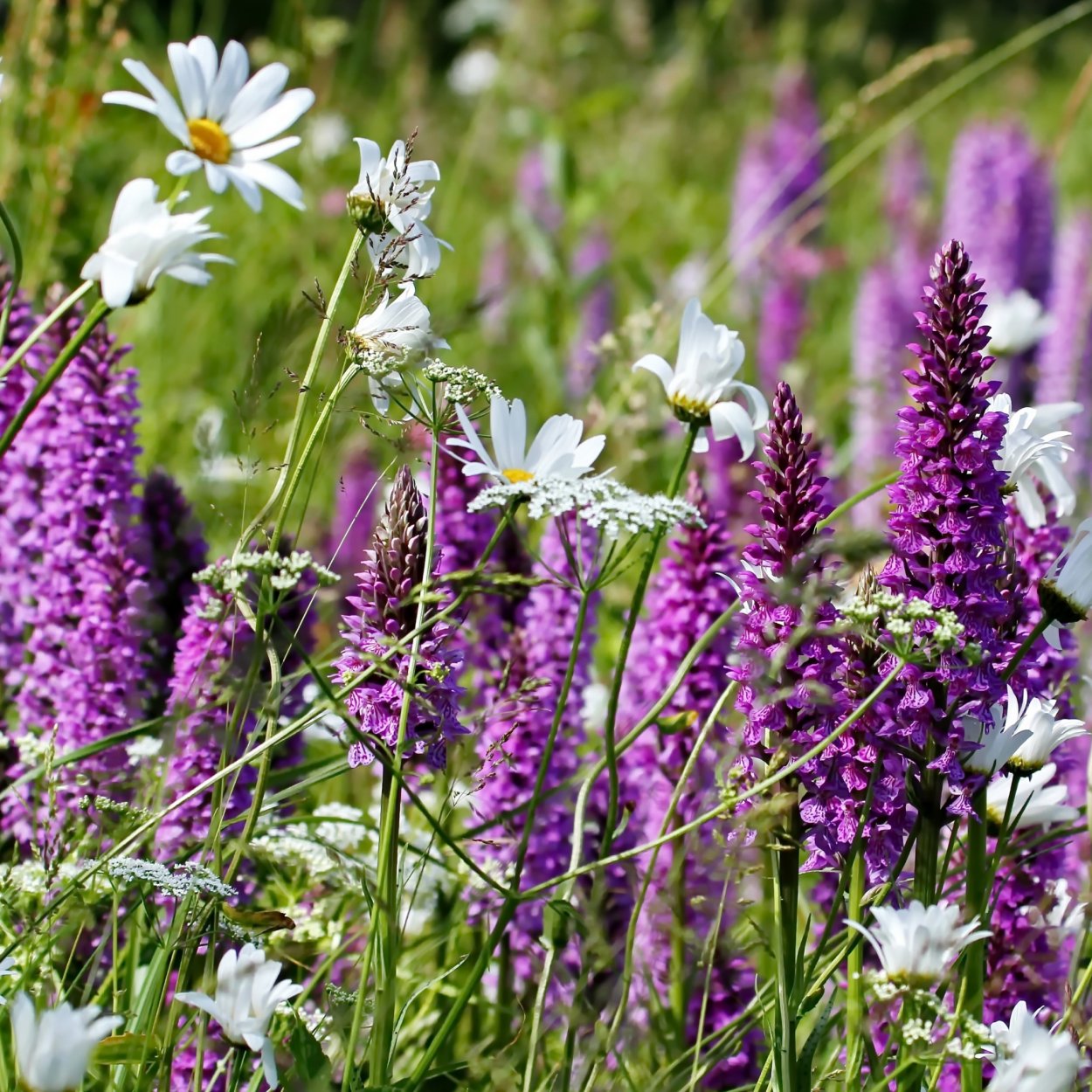 Сиреневый Репях полевой цветок