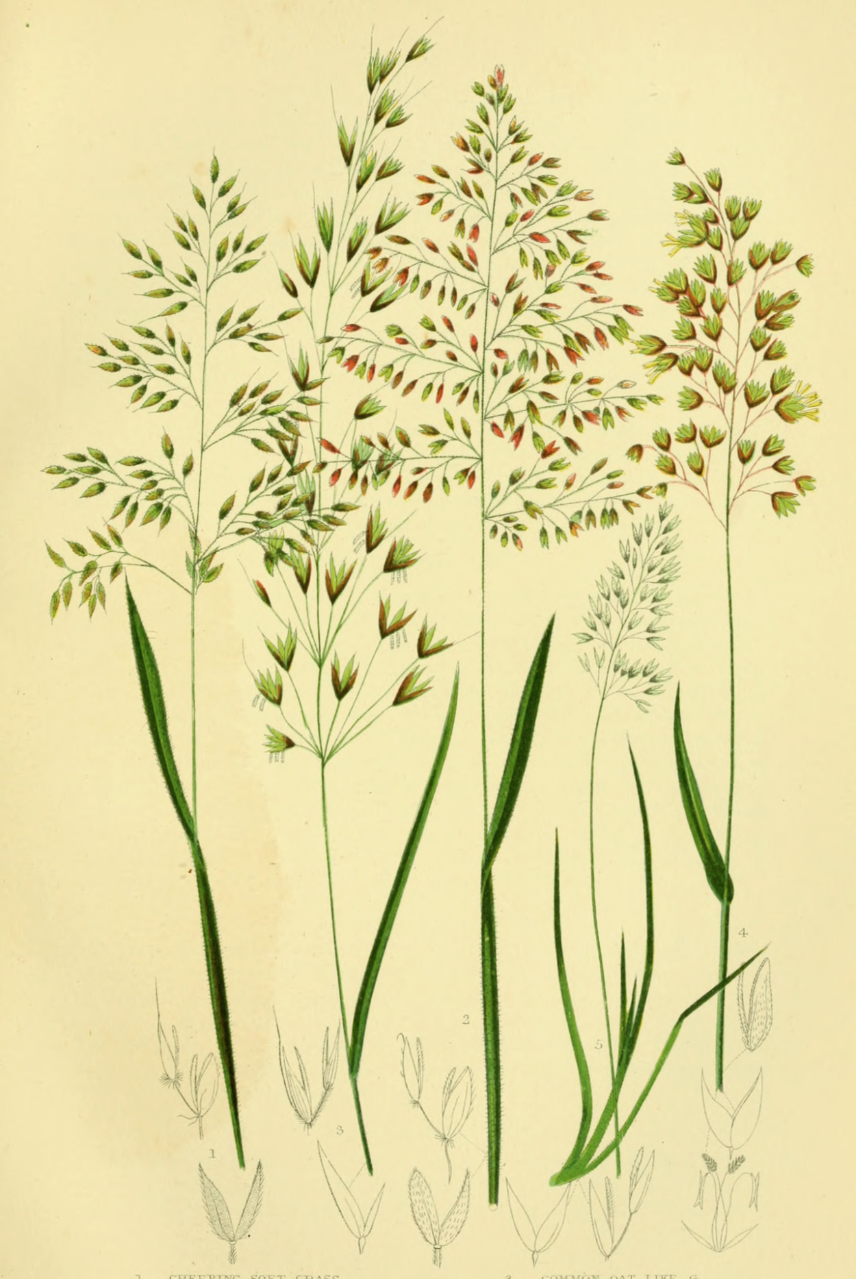 Сорго Ботаническая иллюстрация