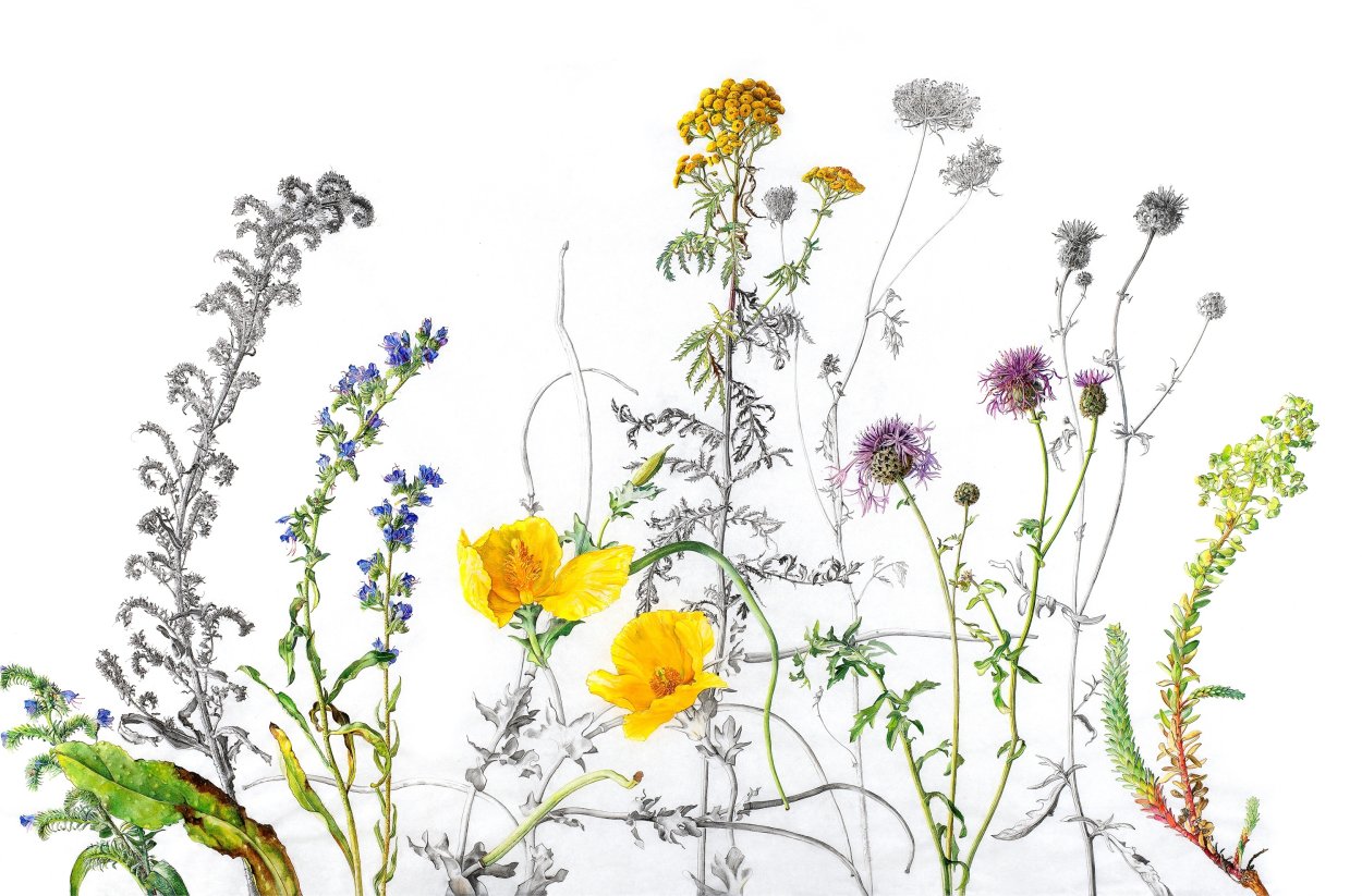 Полевые травы акварель