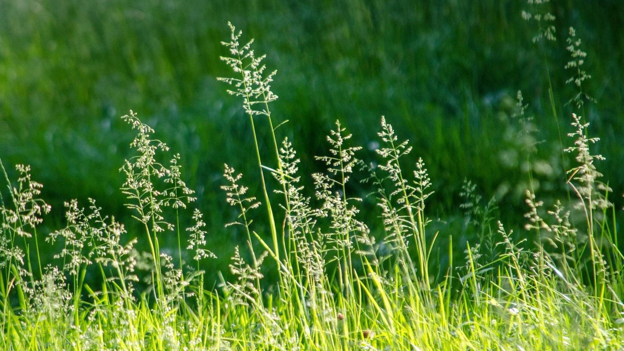 Мятлик болотный