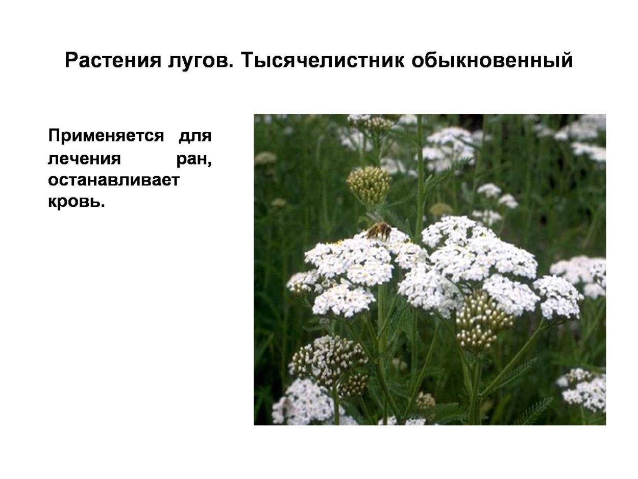 Тысячелистник обыкновенный строение цветка