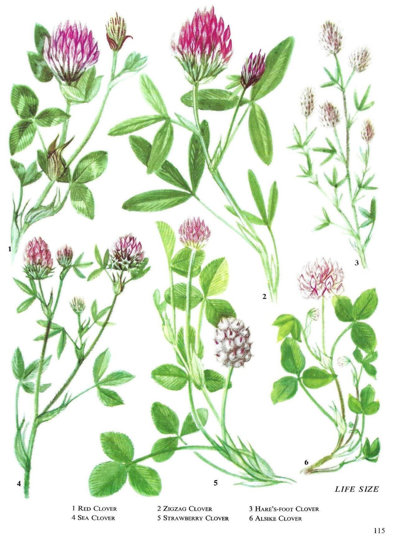 Клевер Луговой ботаника