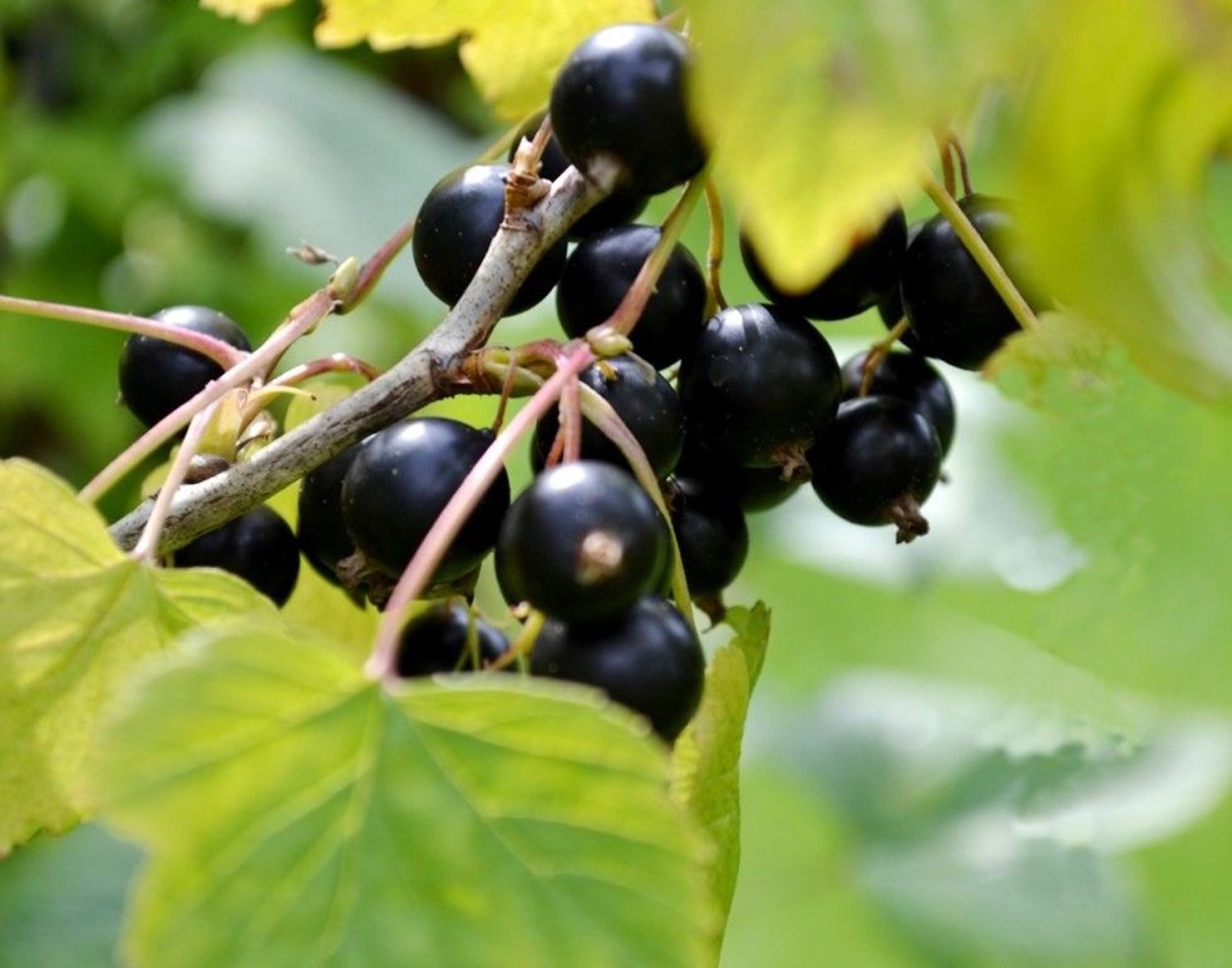 Красная смородина Лесная