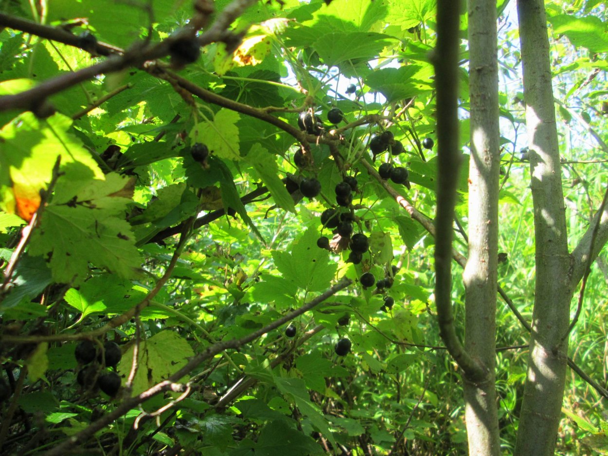 Смородина ribes nigrum