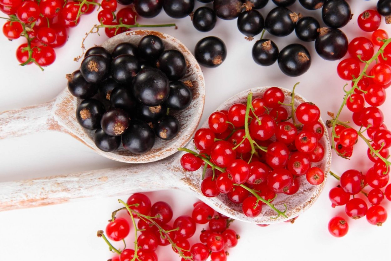 Смородина Тритон