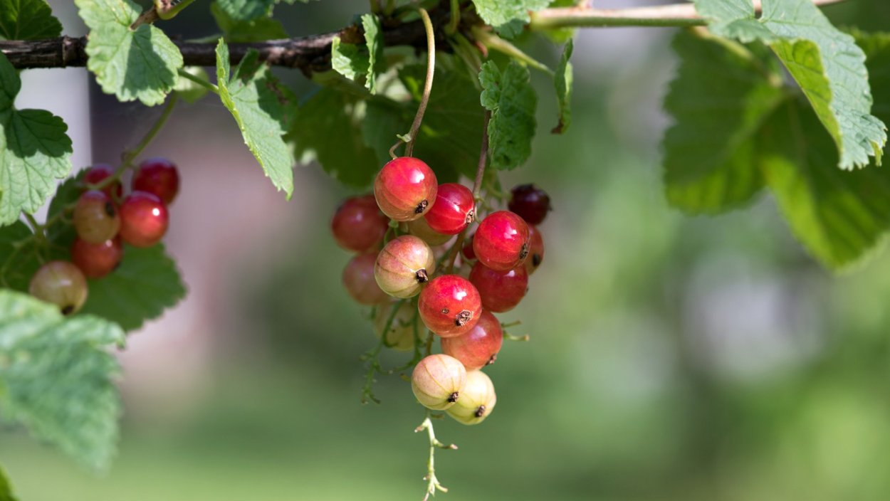 Репис Дикая смородина
