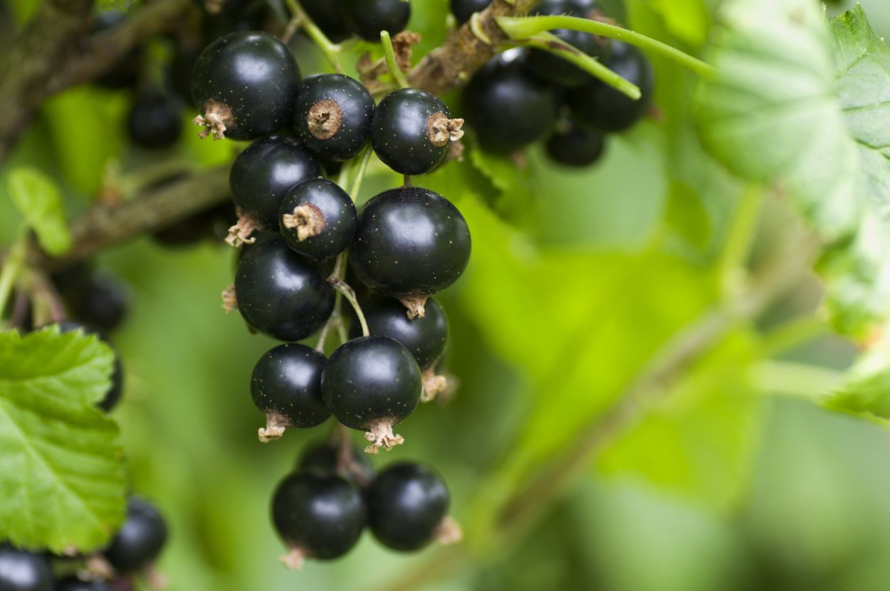 Горная Дикая смородина