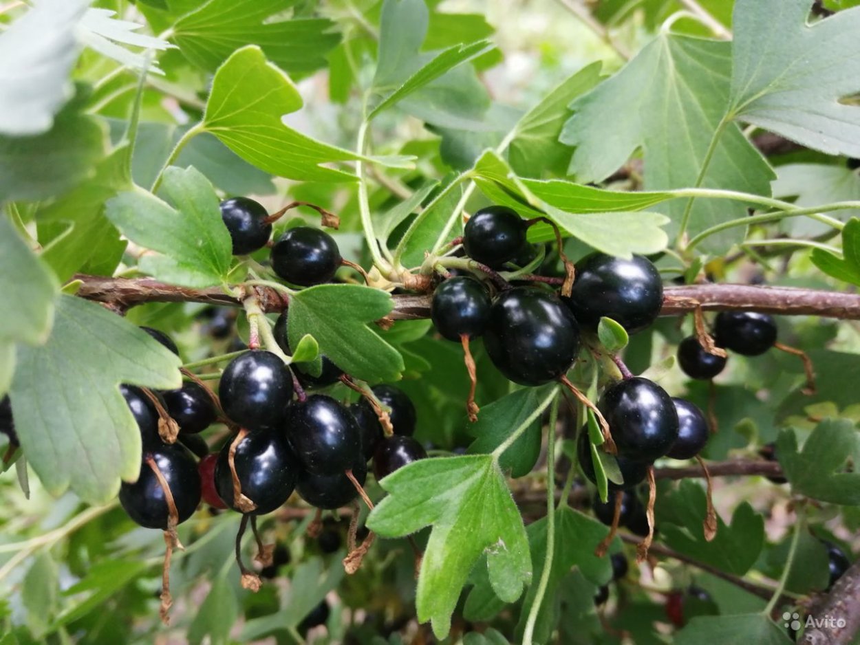 Красная смородина Лесная