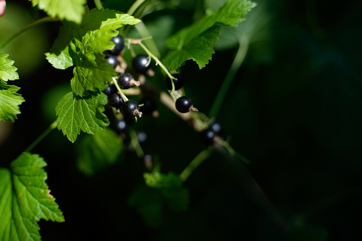 Лесная черная смородина