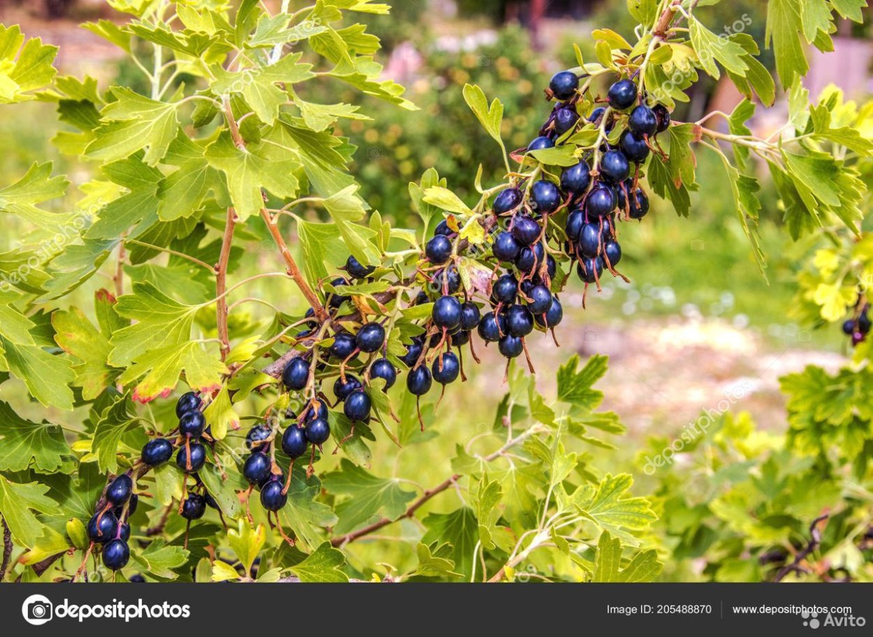 Плод ягода смородина