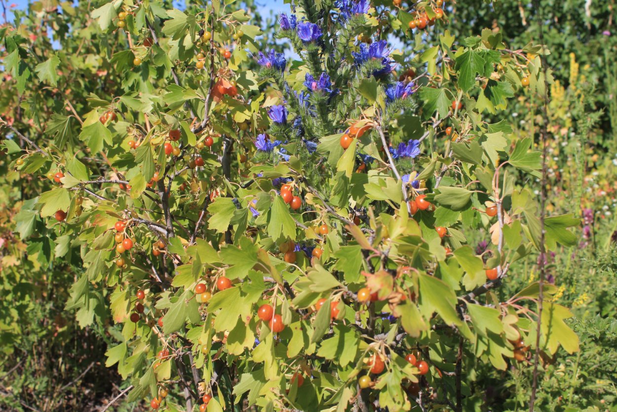 Черная смородина и Лесные ягоды