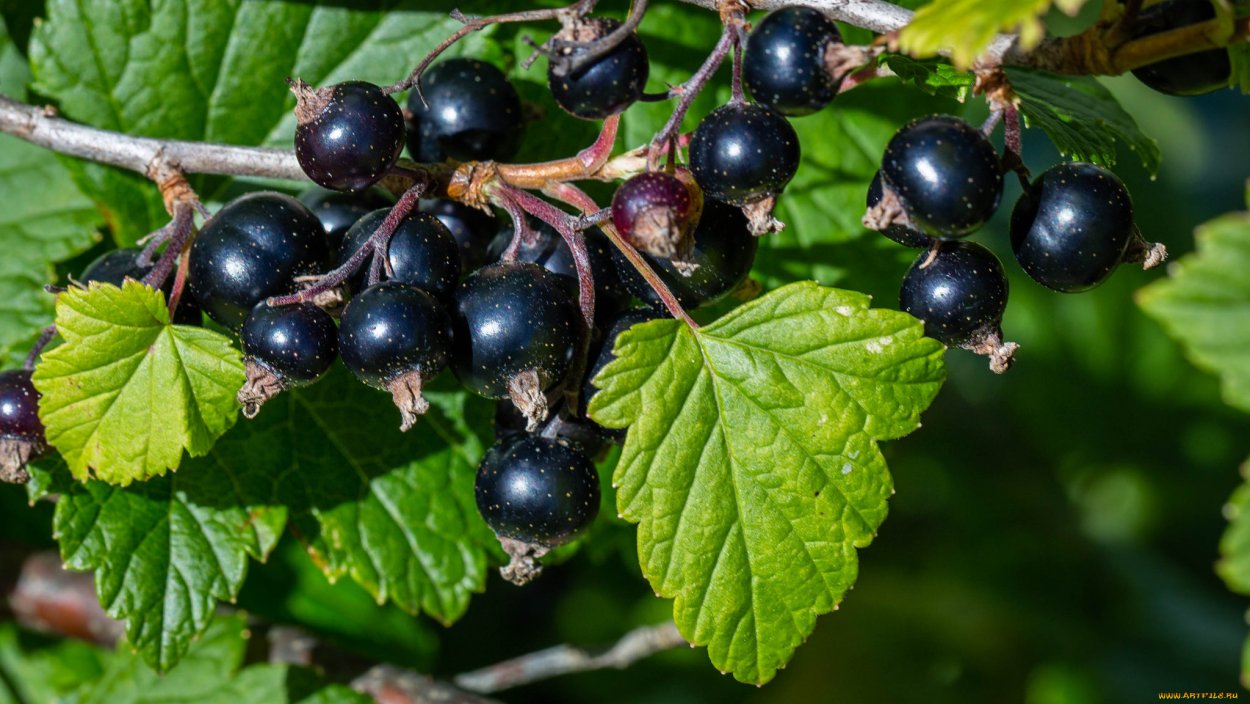 Смородина черная (ribes nigrum l.)