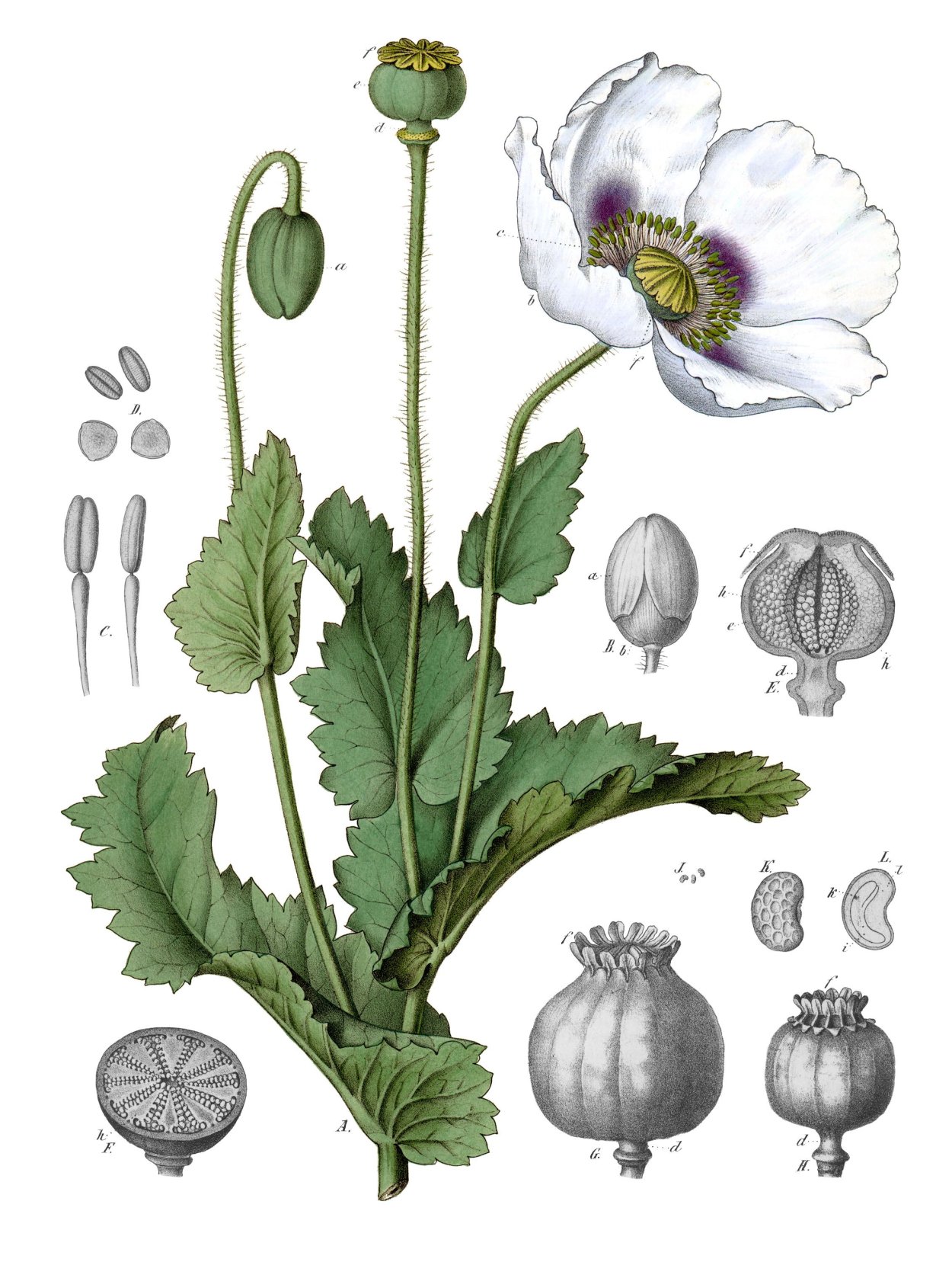 Papaver somniferum Ботаническая иллюстрация