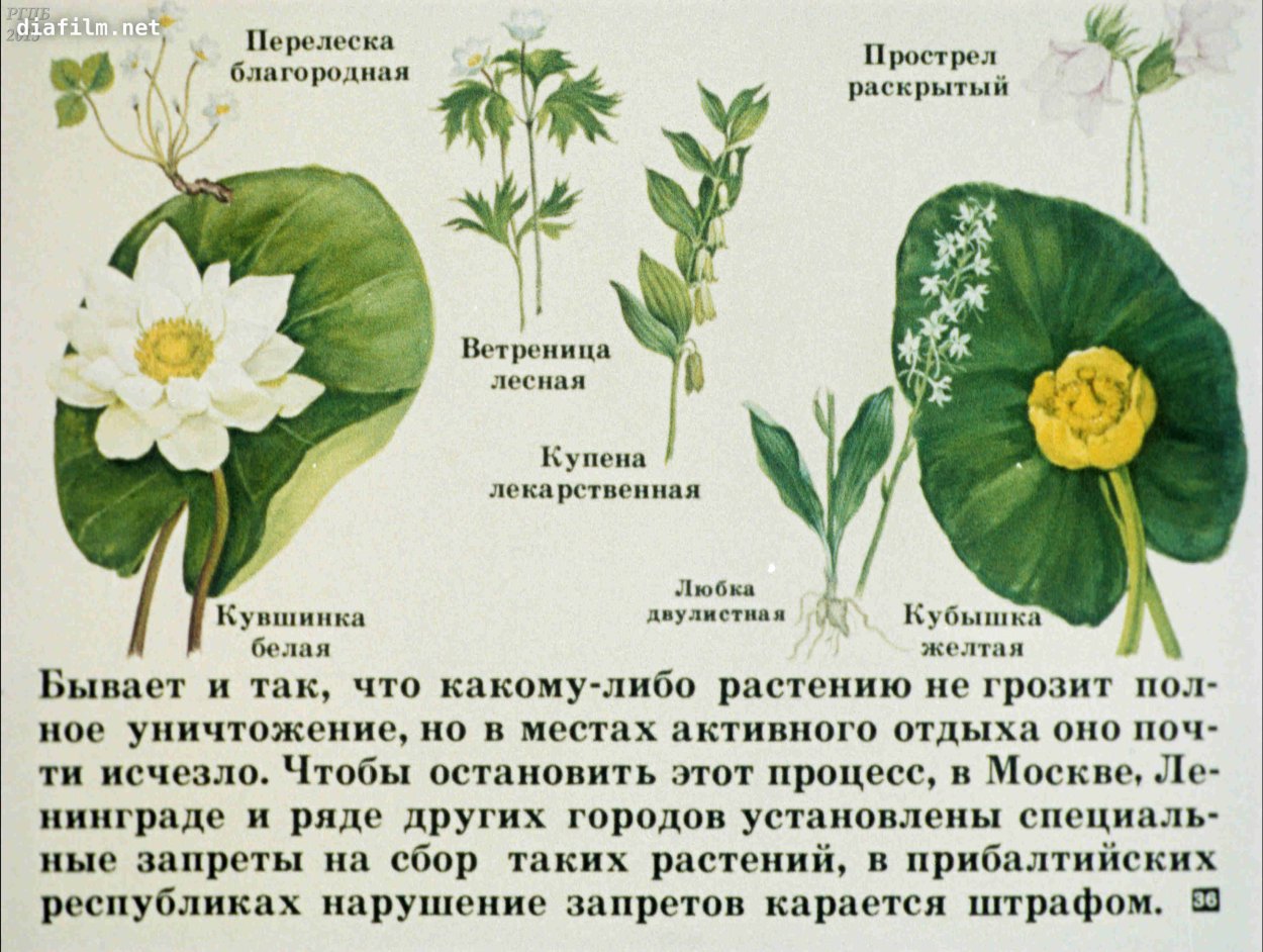 Ветреница Ботаническая иллюстрация