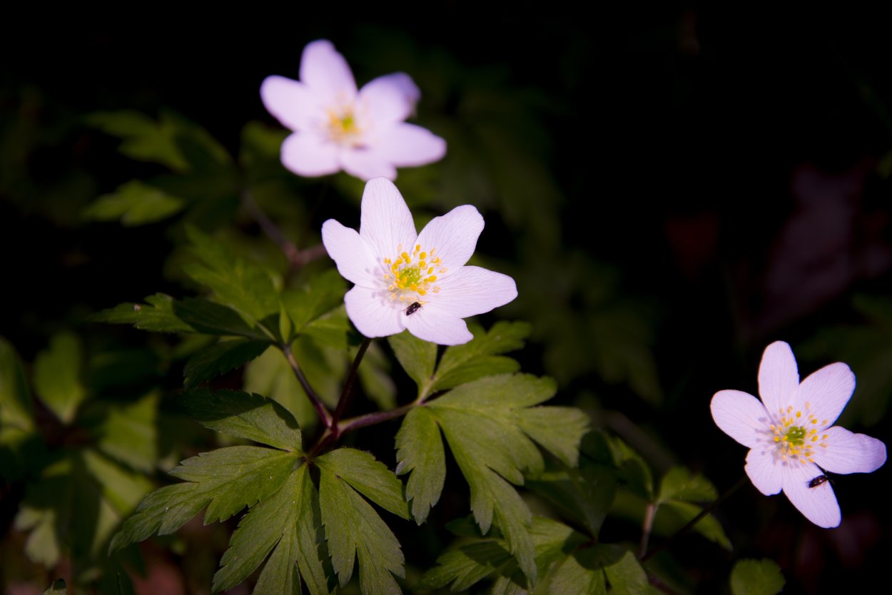 Ветреница Лесная (Anemone Sylvestris)