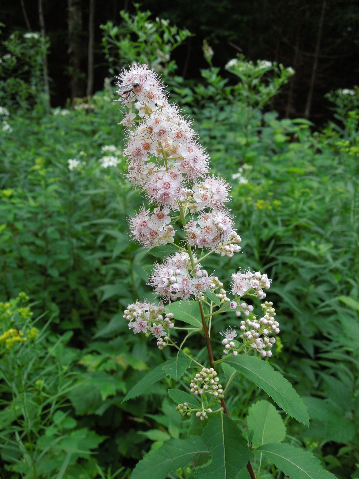 Спирея Лесная Дикая