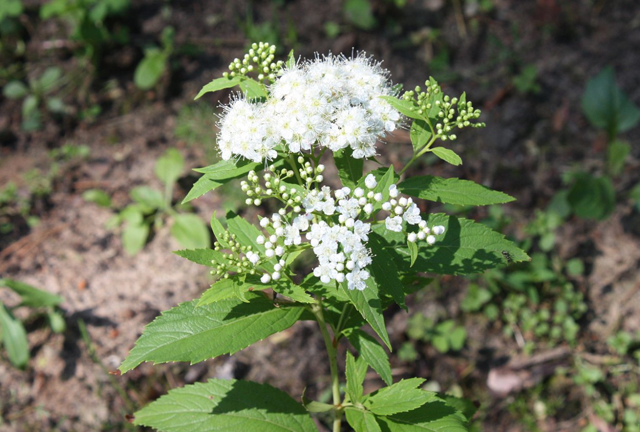 Спирея войлочная Spiraea tomentosa