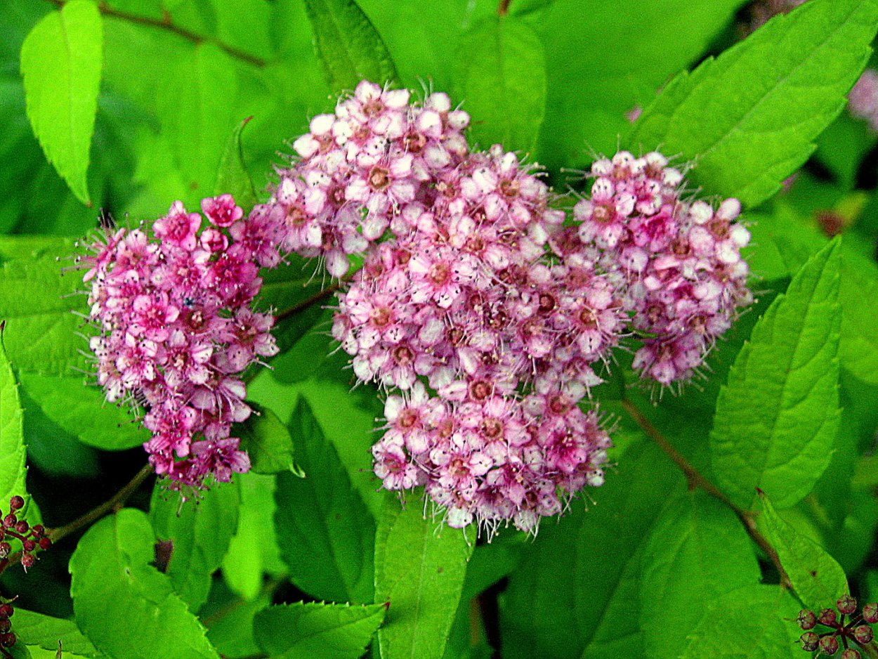 Спирея таволга спирея