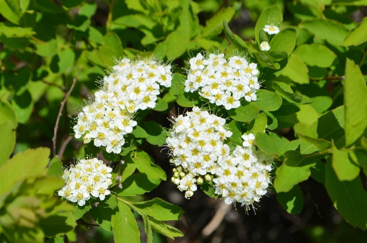 Спирея (таволга) березолистная