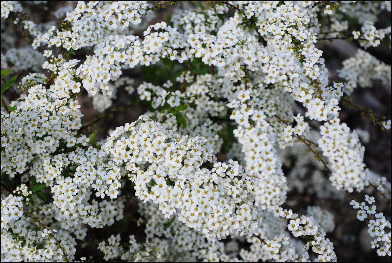 Спирея Норвежская