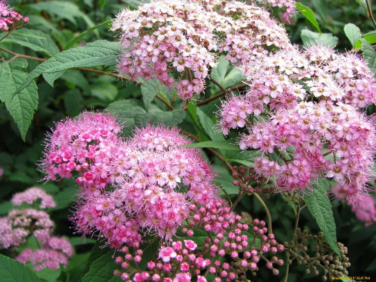 Спирея древовидная