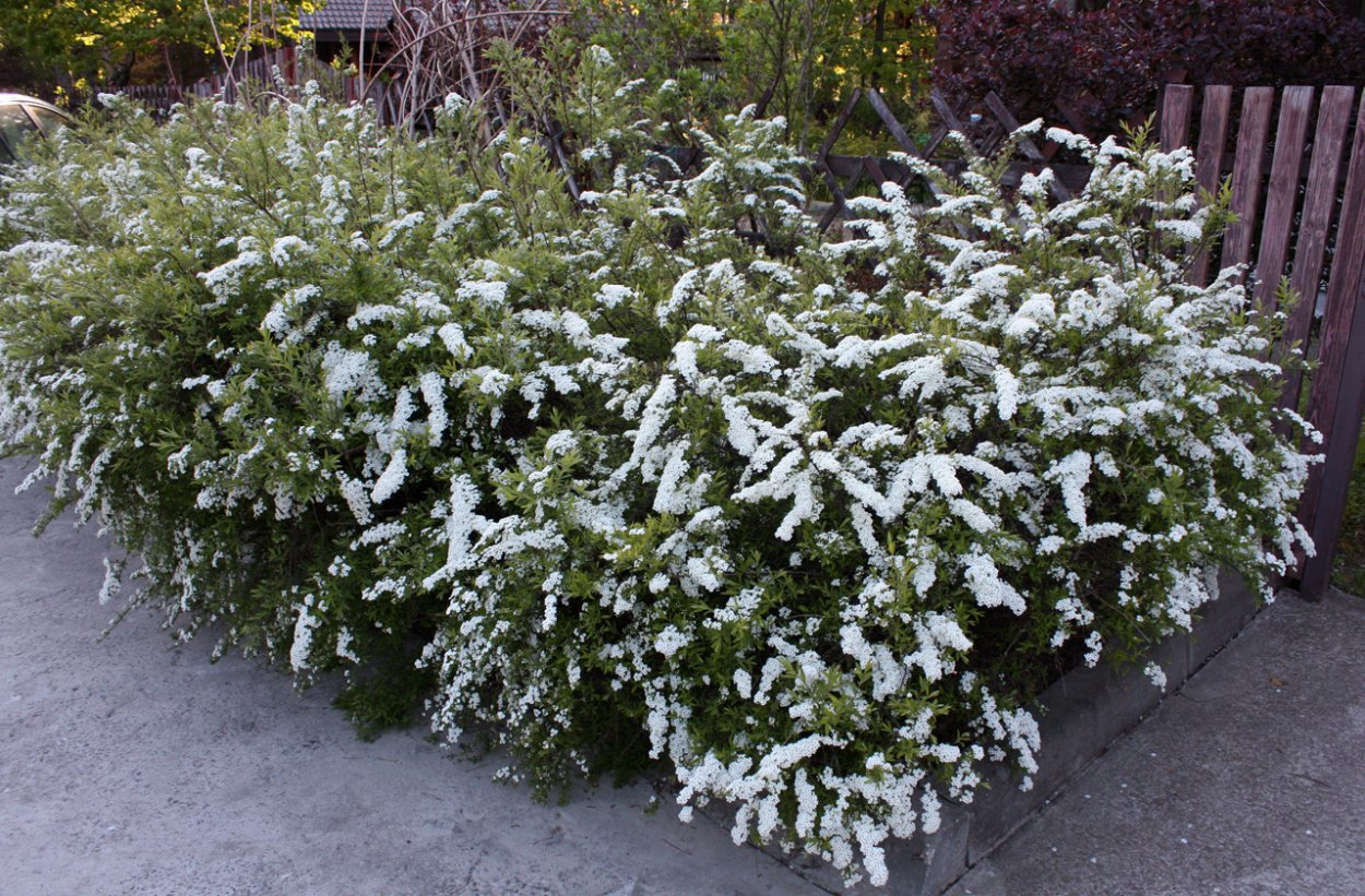 Спирея колосовидная