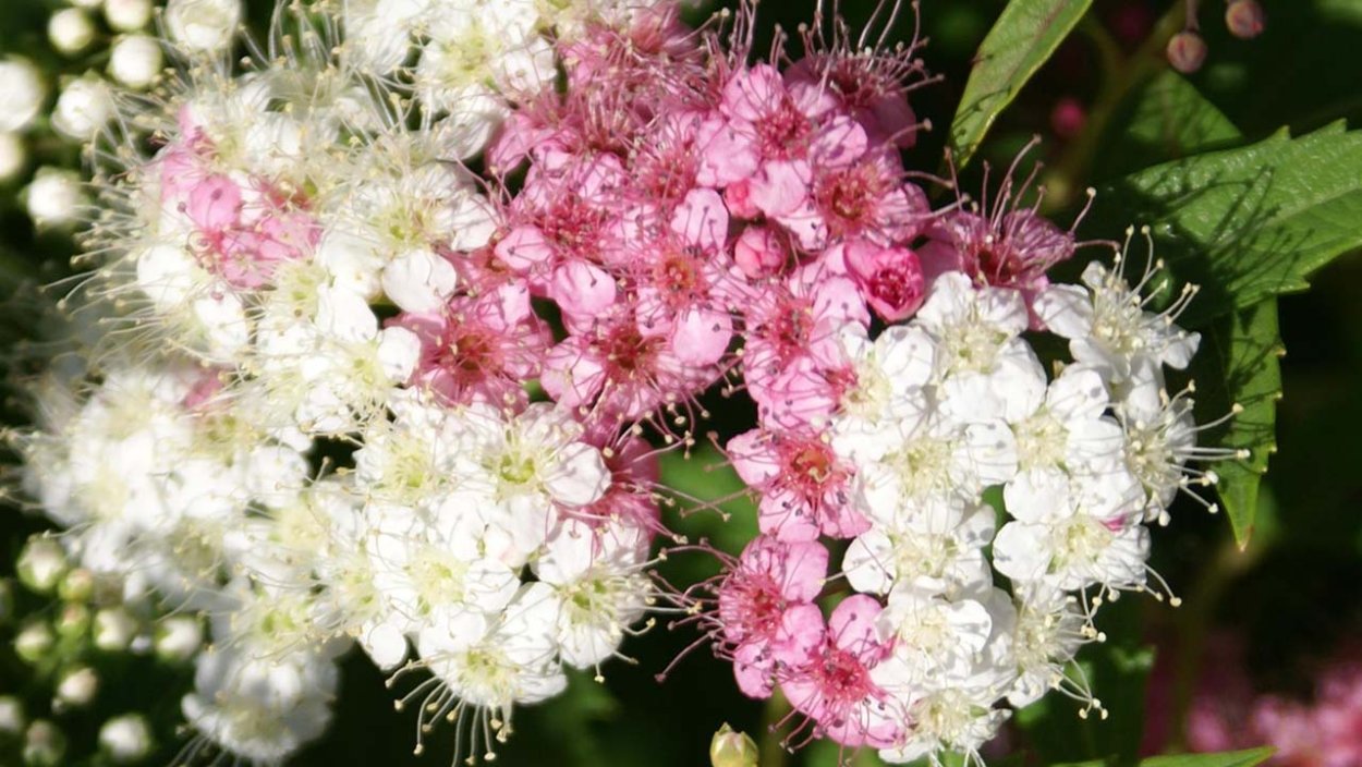 Спирея летнецветущая цветет