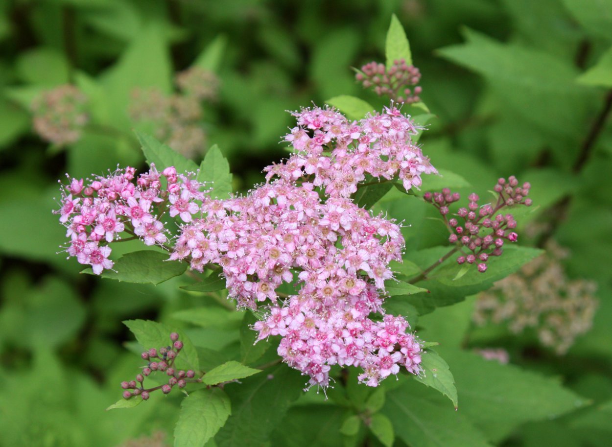 Спирея Лесная