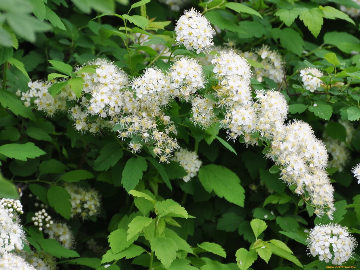 Спирея пепельная Grefsheim