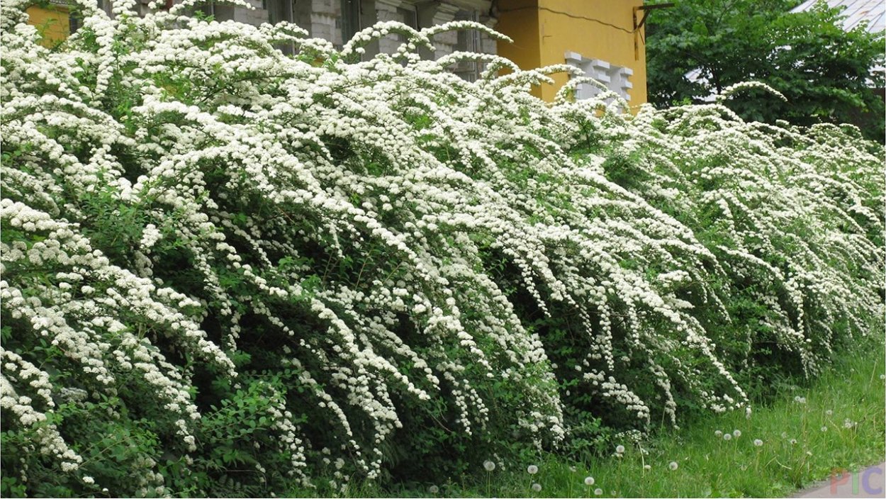 Спирея серая