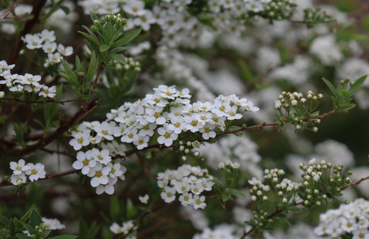 Spiraea Media Schmidt