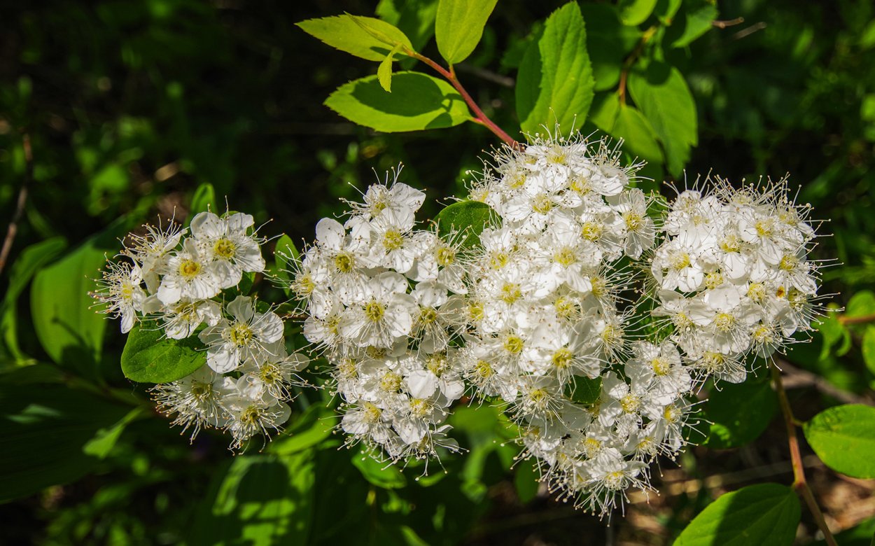 Спирея японская (Spiraea japonica &#96;Superstar&#96;)