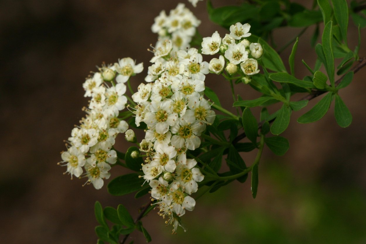 Таволга городчатая