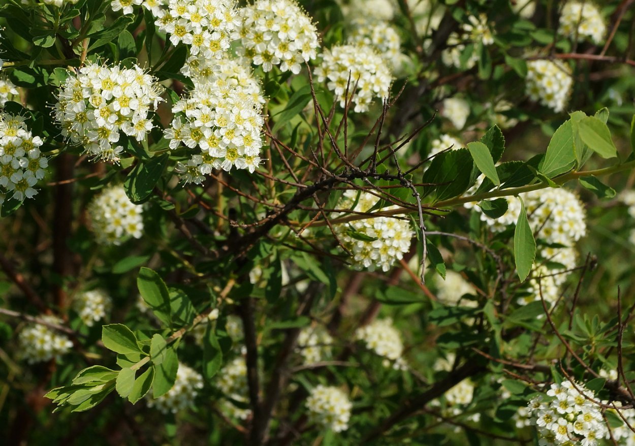Спирея городчатая (Spiraea crenata)