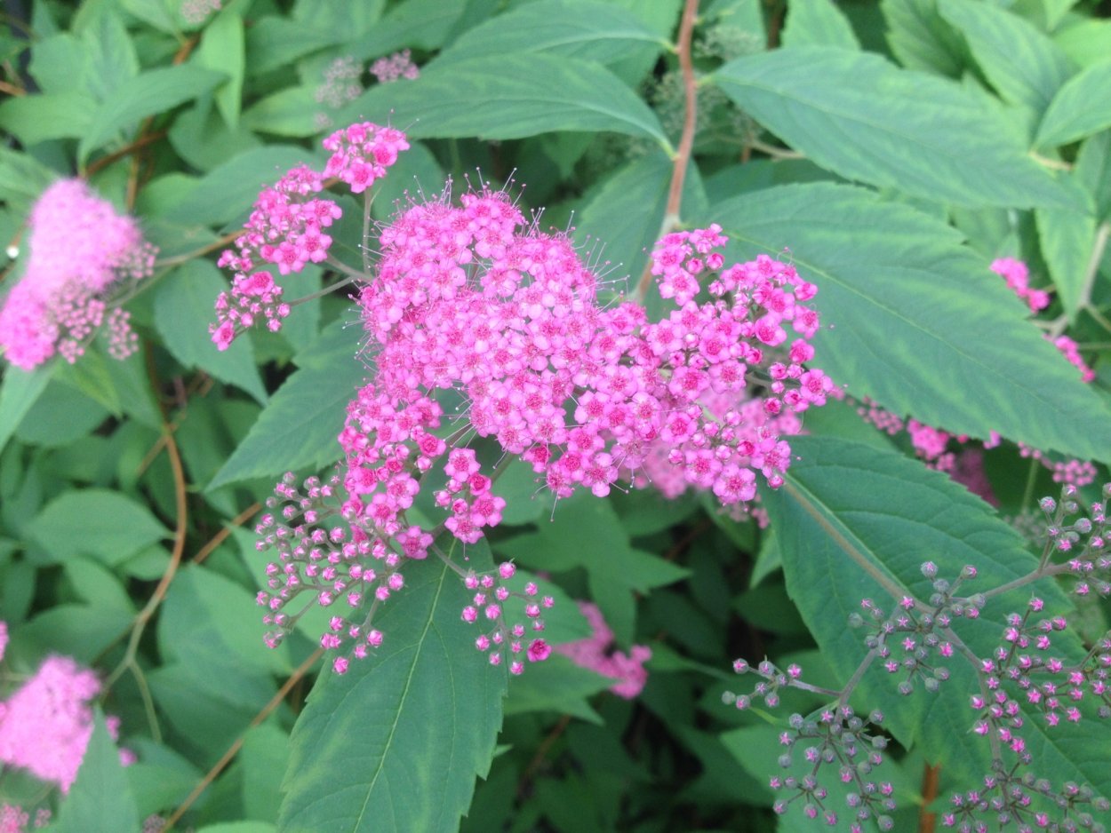 Таволга лабазник куст