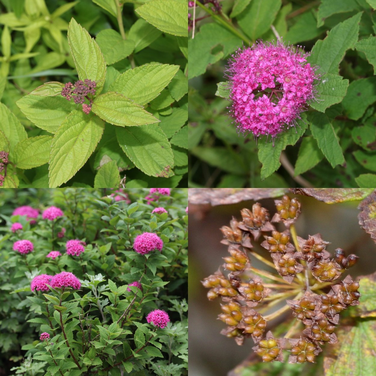 Спирея таволга