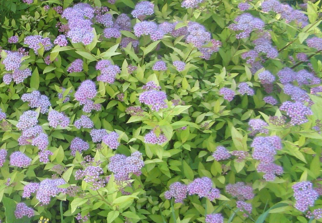 Спирея Вангутта Живая изгородь