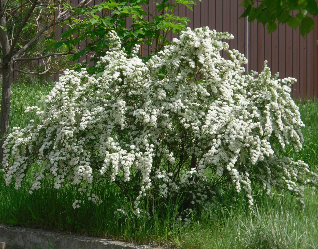 Кустарник спирея таволга