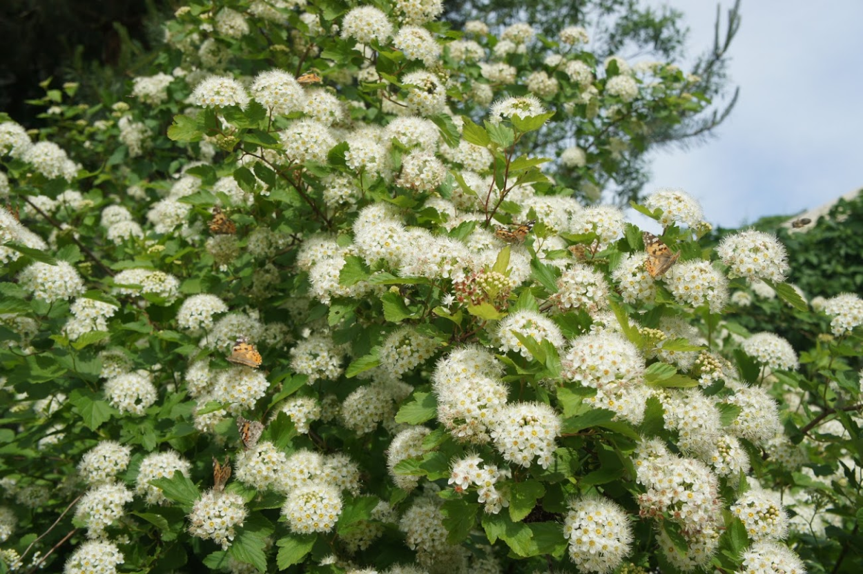 Спирея Вангутта