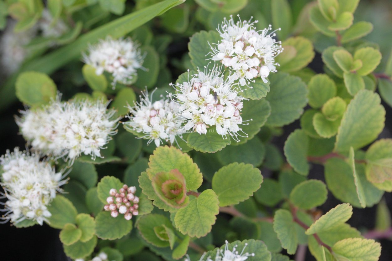 Спирея Дикая