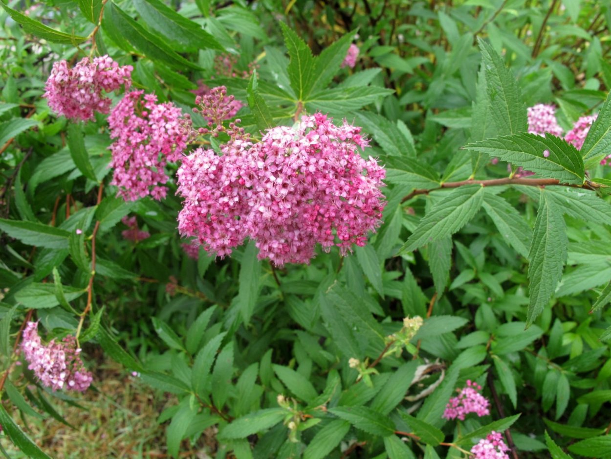 Спирея Лесная