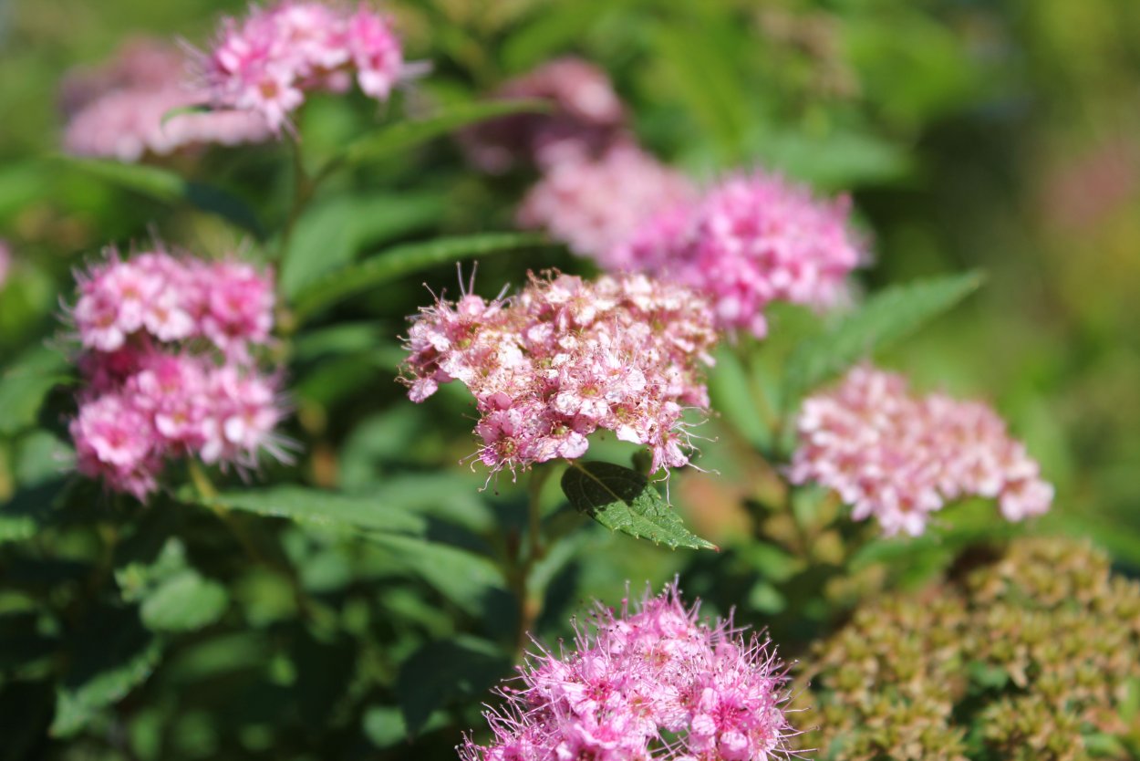 Дерен Свидина кустарник