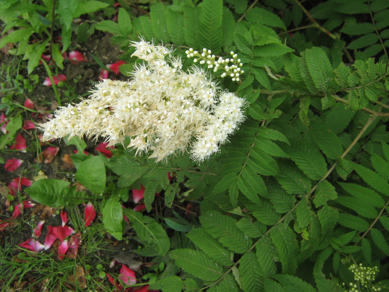 Спирея ниппонская Грефшейм