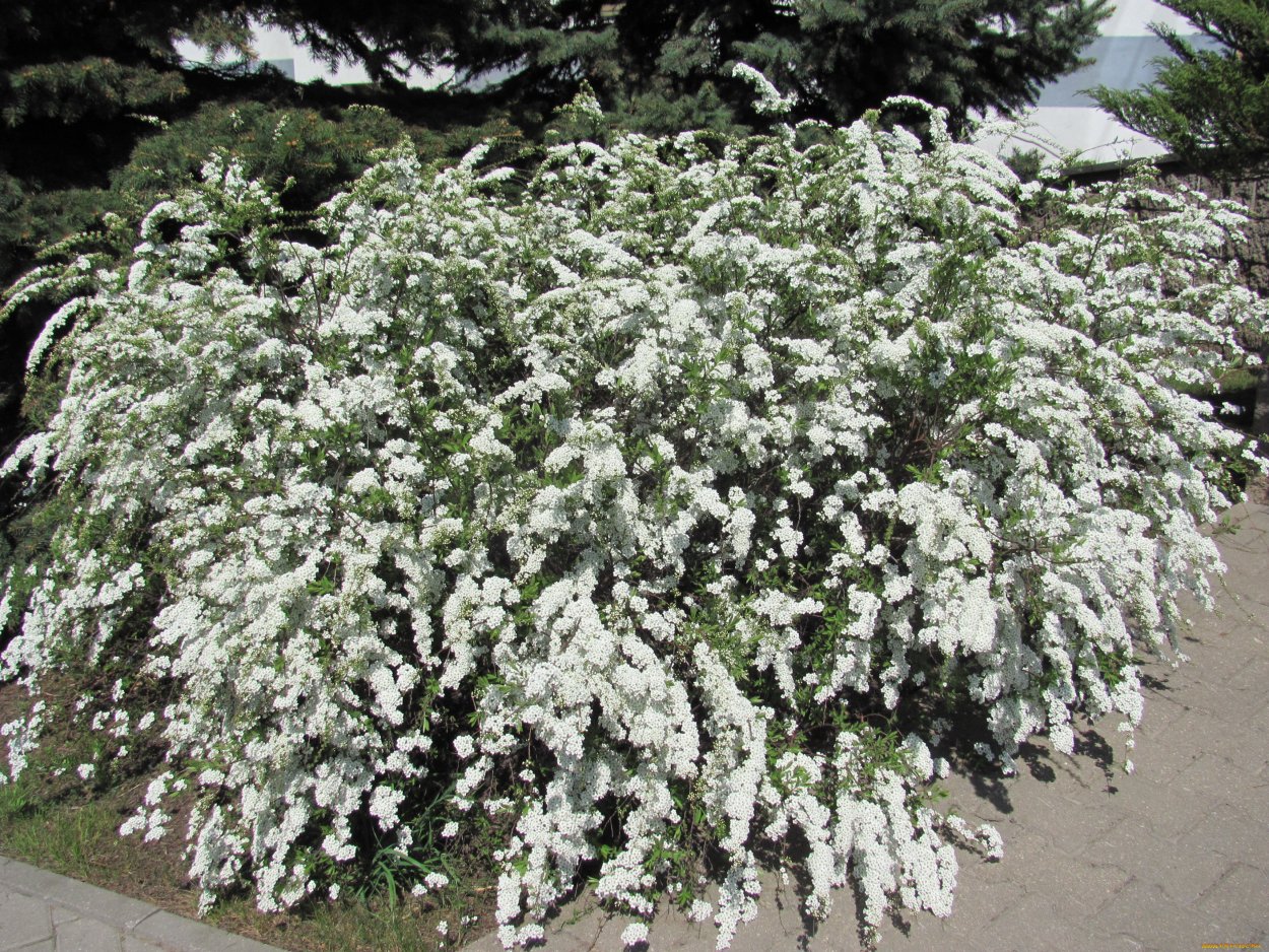 Спирея Вангутта