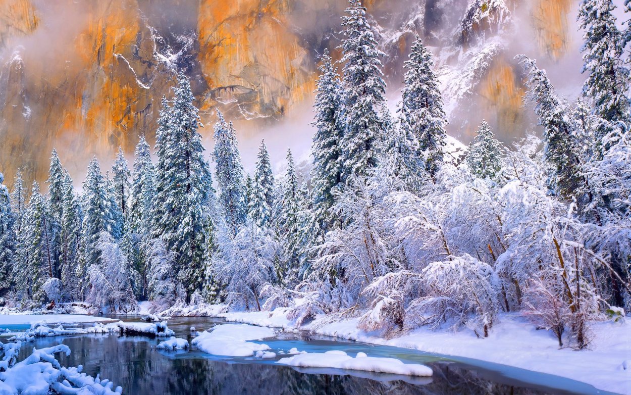 Еловый лес
